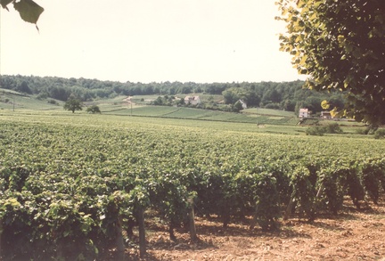 74 moselaVinyedos 01
